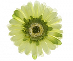 Pastel Green Gerber Daisy Flower Hair Clip