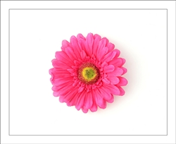 Pink Gerber Daisy Flower Hair Clip