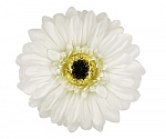 White Gerber Daisy Flower Hair Clip