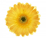 Yellow Gerber Daisy Flower Hair Clip