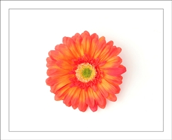 Orange Gerber Daisy Flower Hair Clip