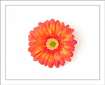 Orange Gerber Daisy Flower Hair Clip