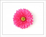 Shocking Pink Gerber Daisy Flower Hair Clip